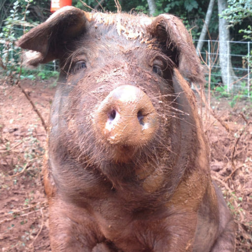 Crooked Road Farm photo